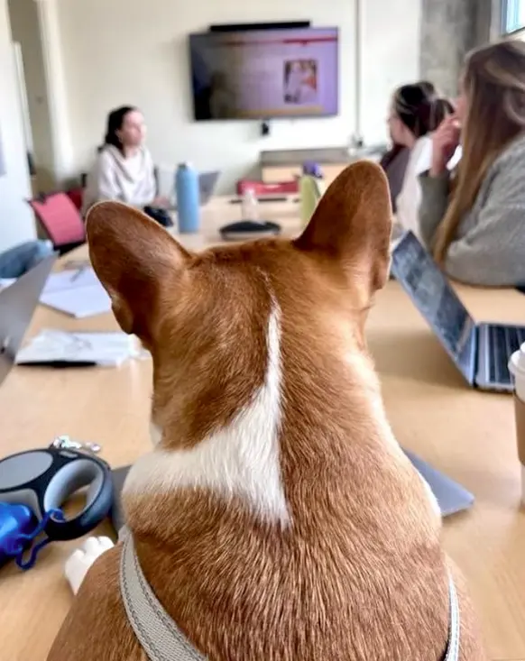 10 - Dogs in meetings